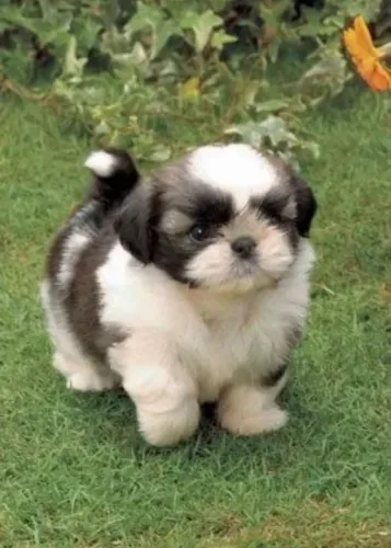 Shih Tzu Filhote Para Amar