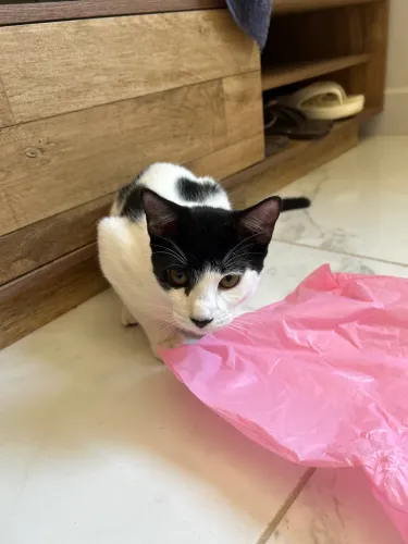 Gato macho 