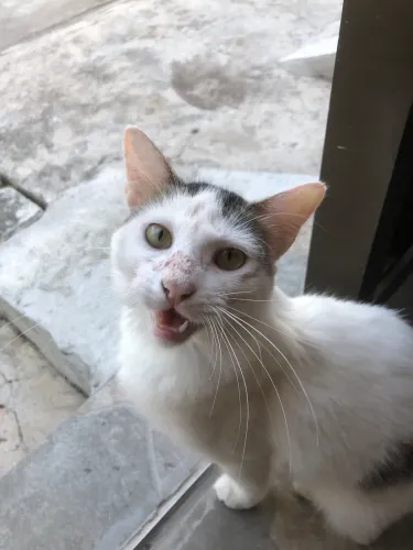 gato para adoção 