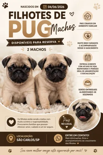Filhote de PUG macho