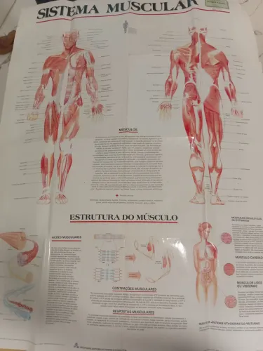 Cartaz do sistema muscular