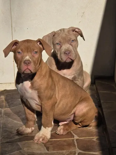 Pit Monster lindos bebês aqui pedigree e chip