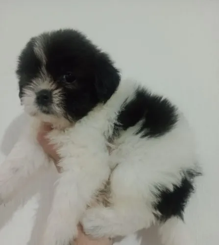 Shih Tzu Macho Disponível