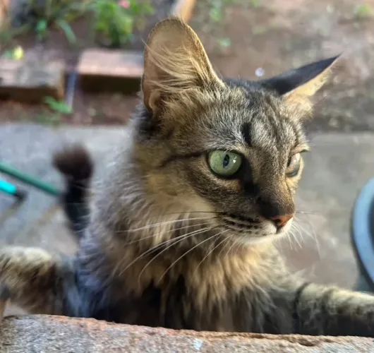 Gatinha para adoção - doação