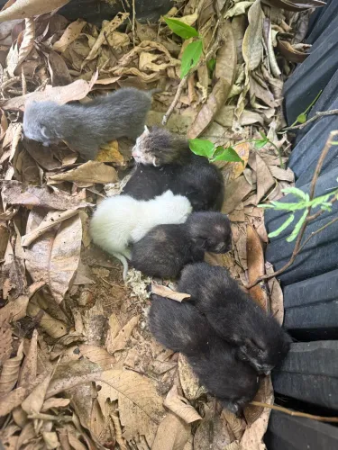 Filhotes recém nascidos gatos