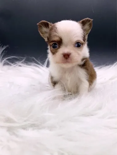 Chihuahua macho de olhos clarinhos