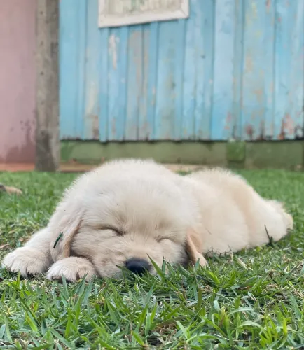 Golden Retriever macho filhote disponível