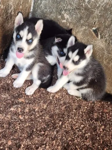 Husky Siberiano,Husky Siberiano Filhote Amoroso com Beleza Marcante e Energia
