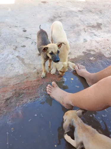 Cachorro ?
