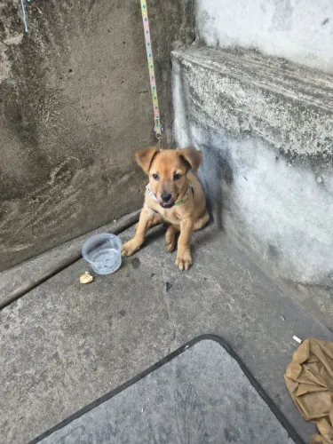 Doação de cachorro que estava abandonado na rua marado no poste de energia