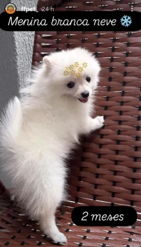 Lulu fêmea branca 