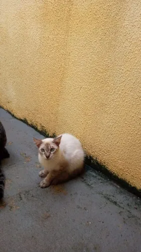 Doação de felinos