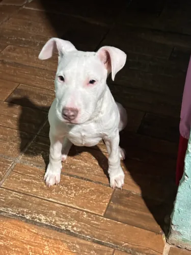 Fêmea pitbull