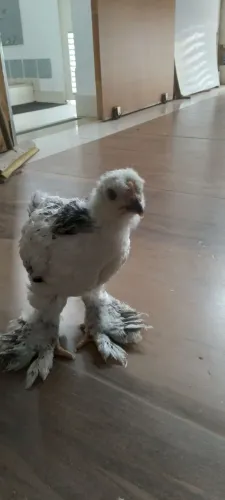 Pintinho raça Brahma Light 
