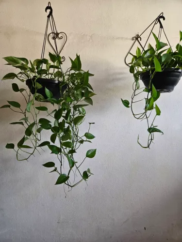 Plantas naturais jibóia branca.