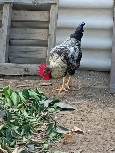 Frango GSB com Brahma