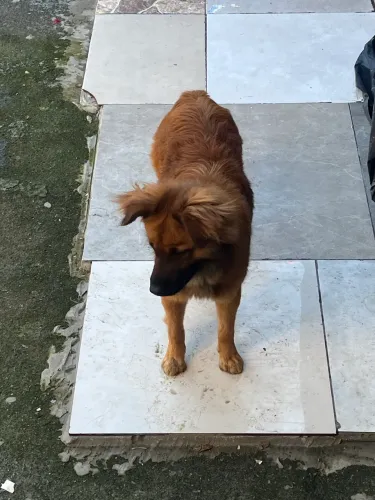 Doa-se cachorro porte grande ele tem aproximadamente uns 2 pra 3 anos