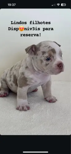 American Bully