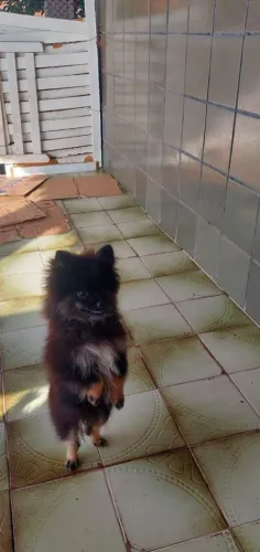 Spitz alemão 