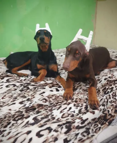 Casal de Doberman