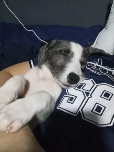Cachorrinha para adoção.