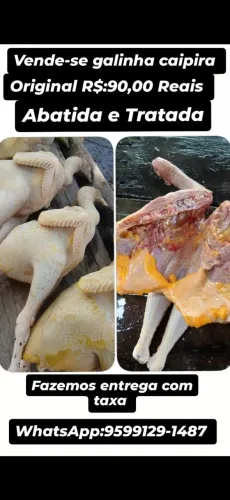 Vende-se galinha caipira 
