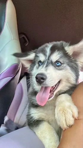 Husky Siberiano Wooly