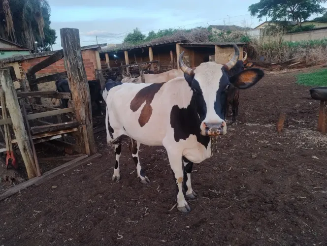 vende-se 4 novilhas e duas vacas