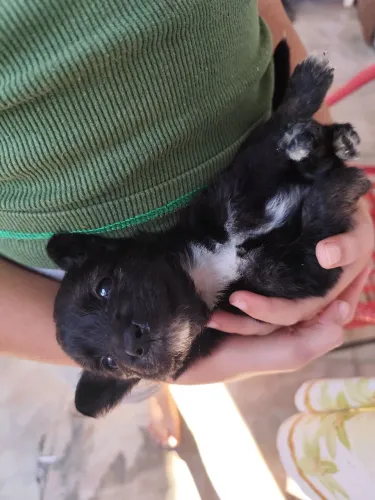 pet para adoção