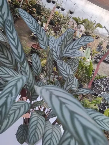 MARANTA CINZA