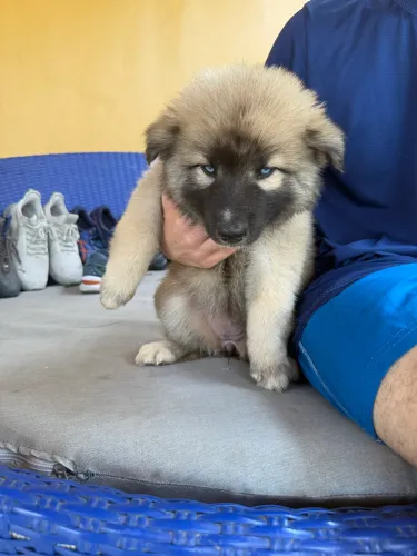 Filhote fêmea de raça husky siberiano