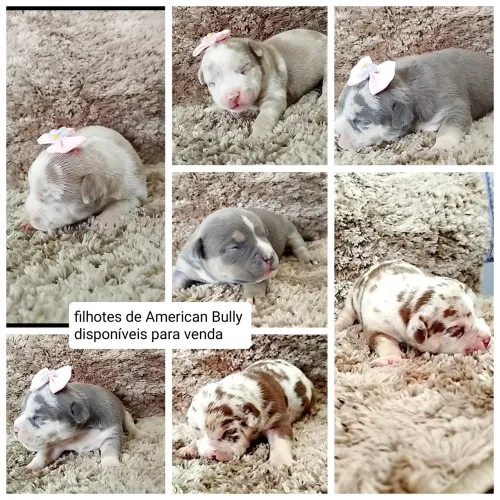 Vende se filhotes de American Bully 