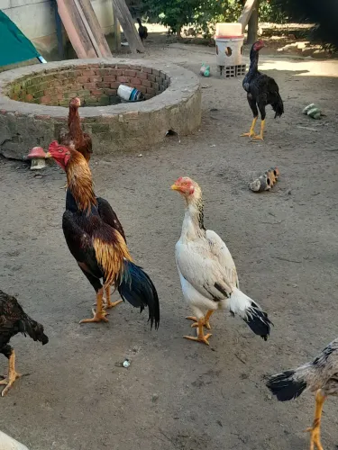 Galo shamo