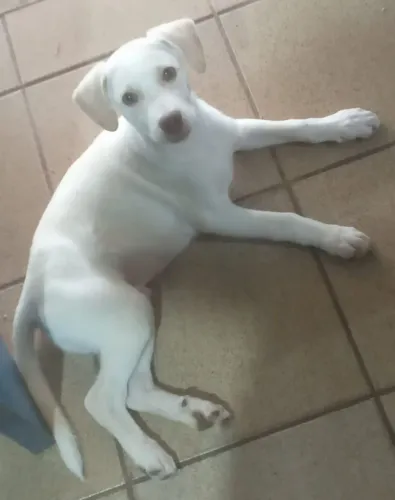 Doação de lindo cachorrinho