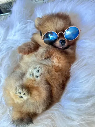 Lulu da Pomerânia