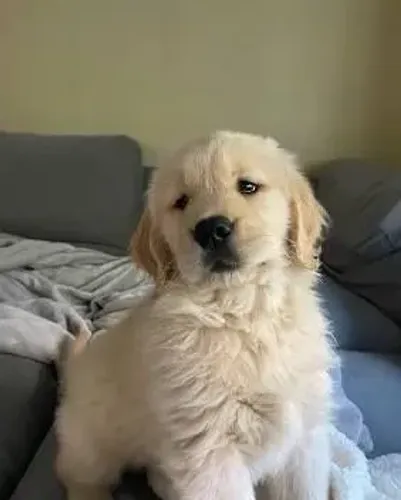 Golden