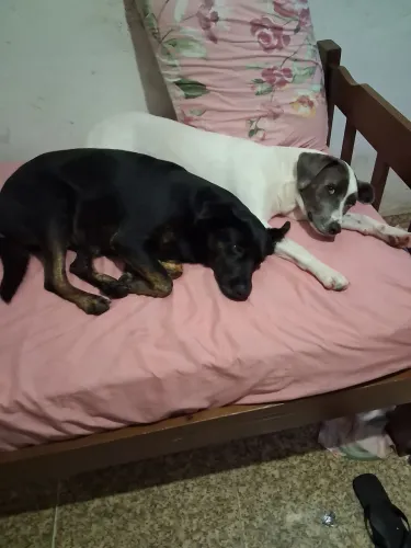 Doacao de cachorrinha