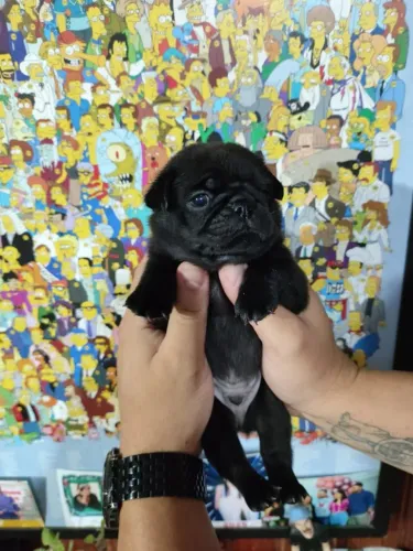 PUG Macho disponível 