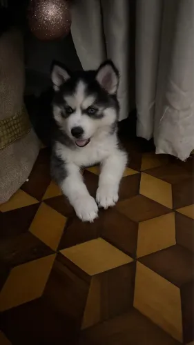 Husky Siberiano opção para quem busca imponência