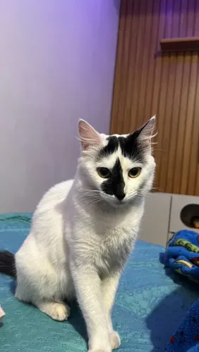 adoção gata