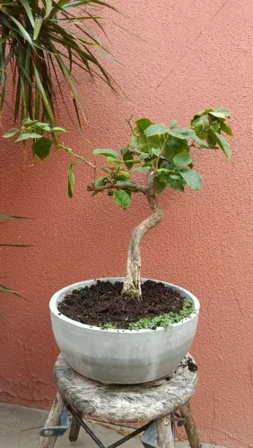 Bonsai Bougainville Rosa - 4 anos