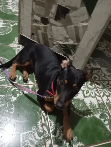 Estou doando essa cachorrinha para pessoas responsável e que goste de cachorro 