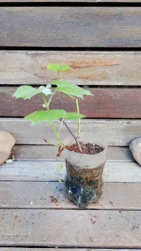 Muda de uva Niagra