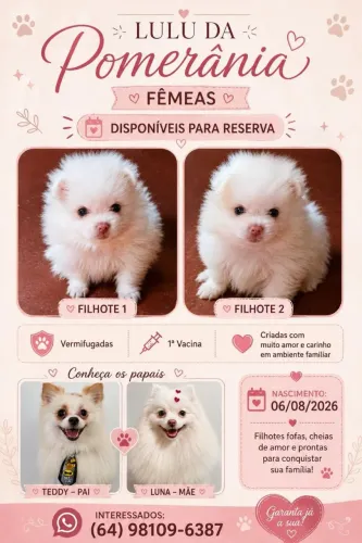 Lulu da Pomerânia Fêmea para reserva