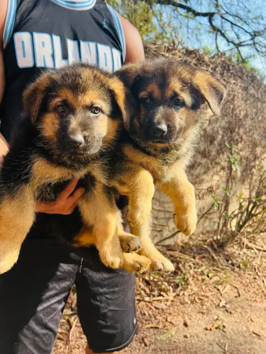 Pastor alemão cães para guarda manto negro pedigree opcional