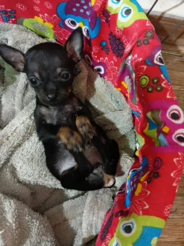 Vendo feminha de pincher 0 minúscula 