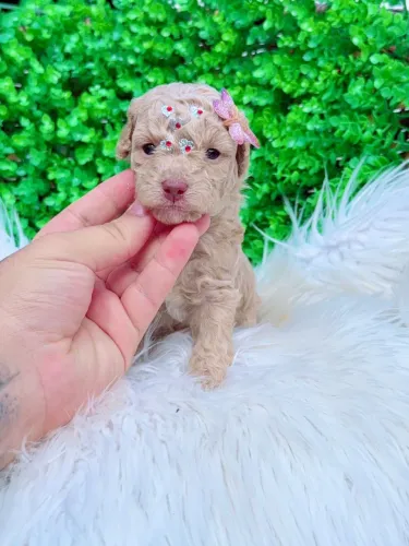 Poodles micro toy