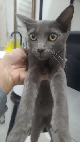 Gata fêmea para adoção responsável