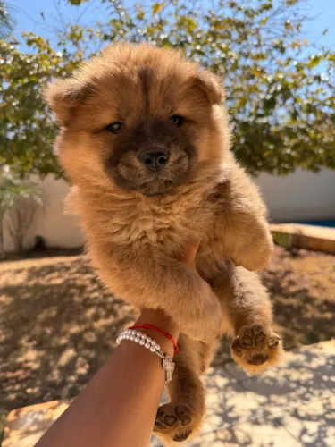 Chow chow