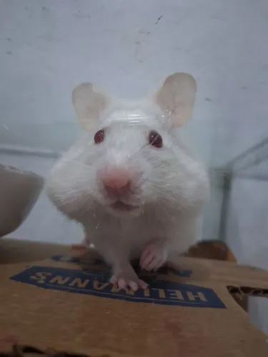 Roedor hamster sírio